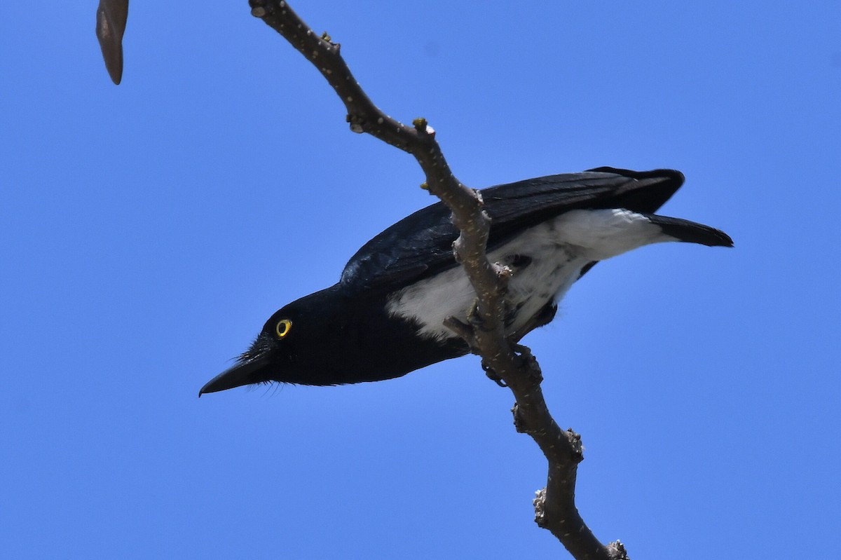 カンムリタンビヒタキ - ML647228037