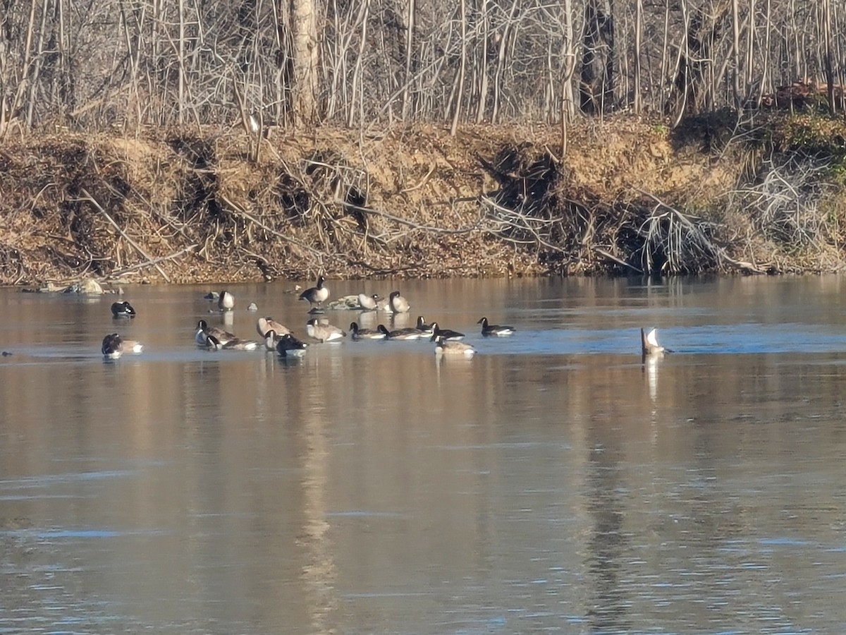 カナダガン - ML647228038