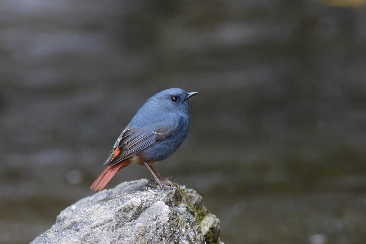 カワビタキ - ML647228039