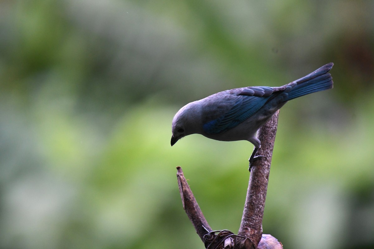 ソライロフウキンチョウ - ML647228040