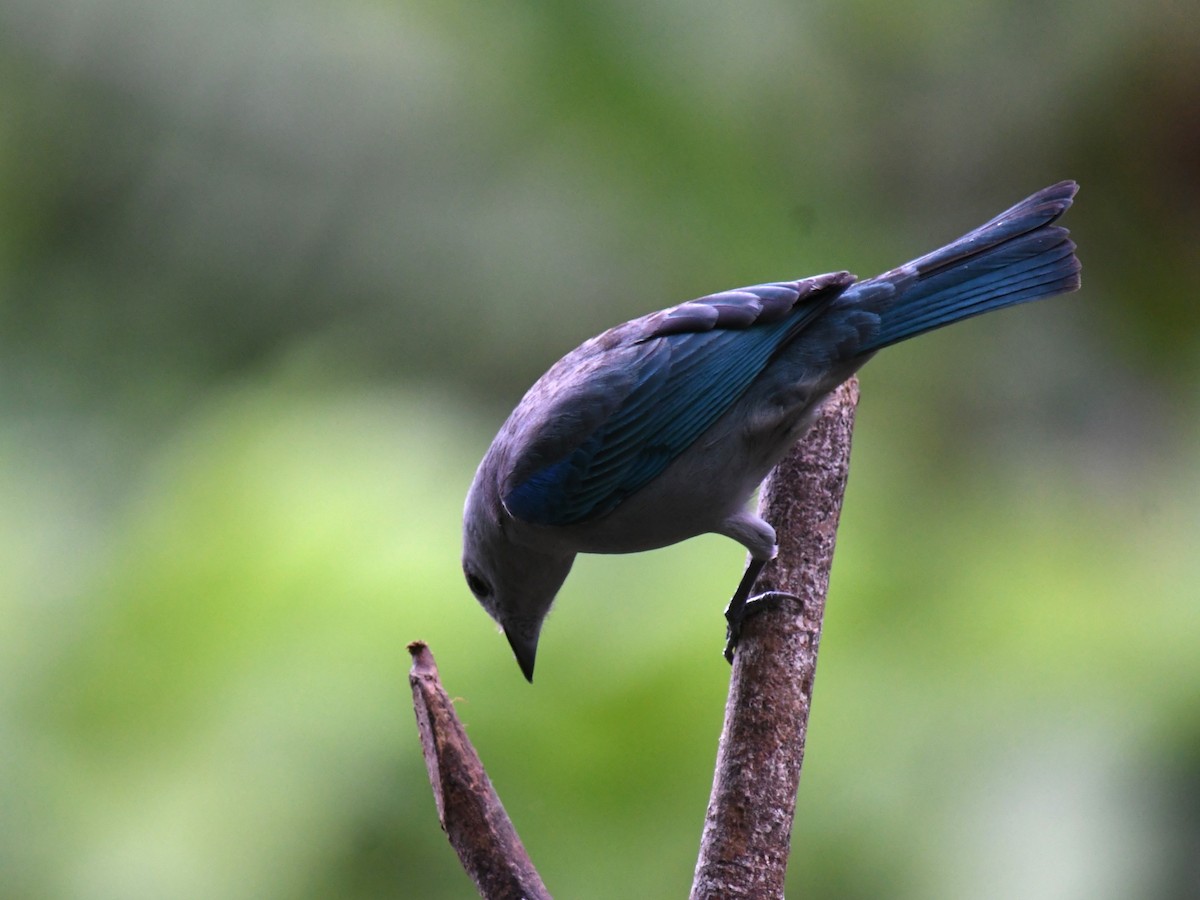 ソライロフウキンチョウ - ML647228041