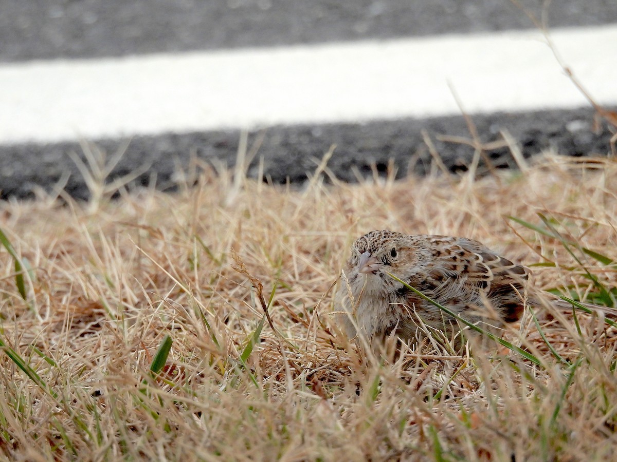 サメスズメモドキ - ML647228043