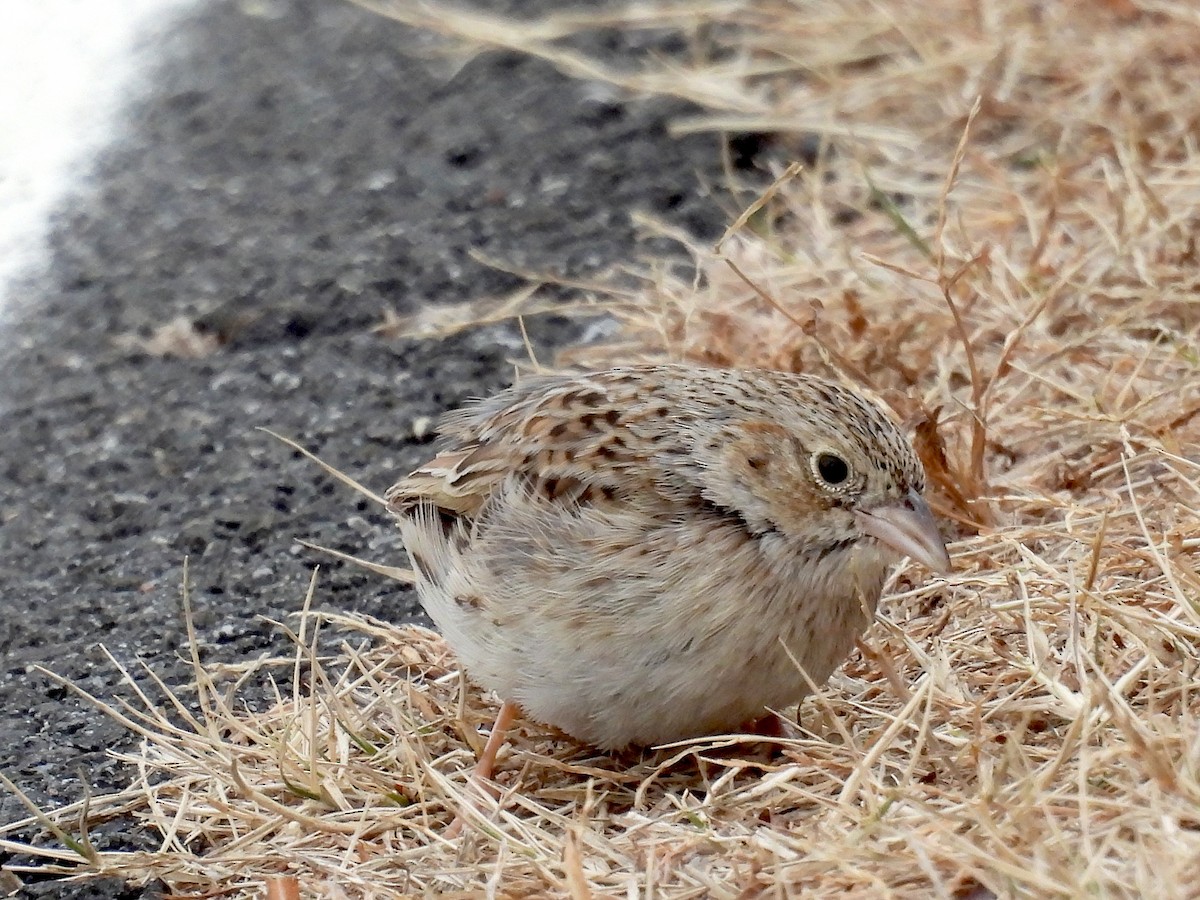 サメスズメモドキ - ML647228044