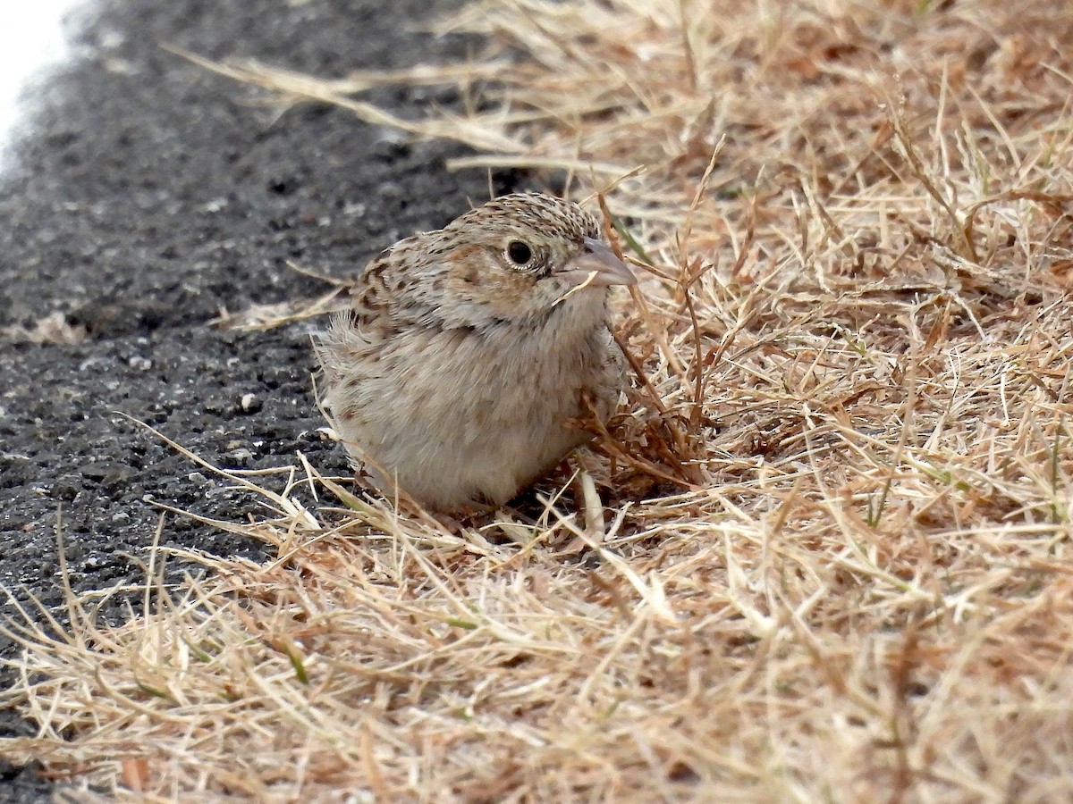 Cassin's Sparrow - ML647228045