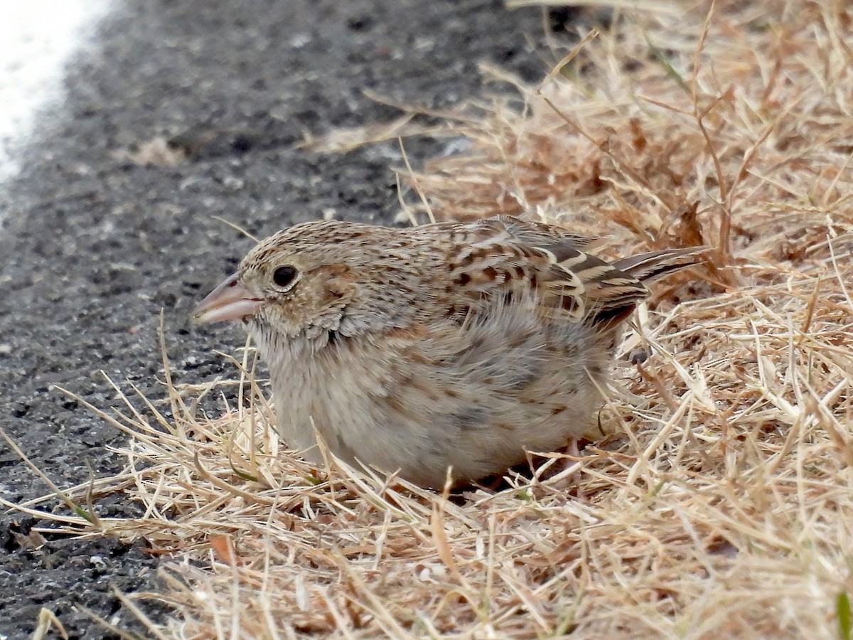 Cassin's Sparrow - ML647228046