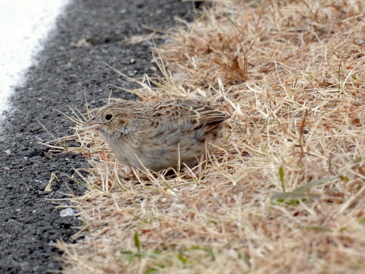 Cassin's Sparrow - ML647228047
