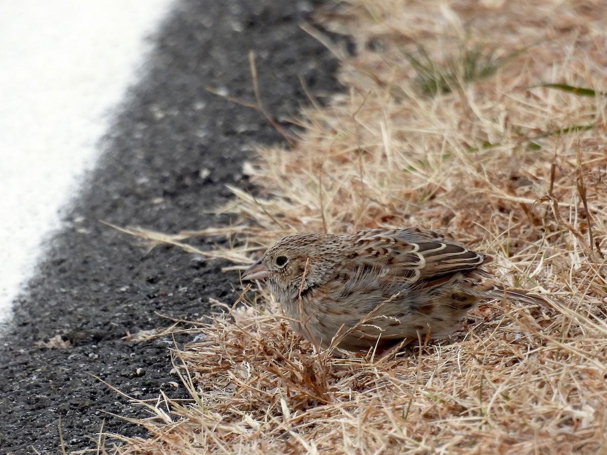 Cassin's Sparrow - ML647228048