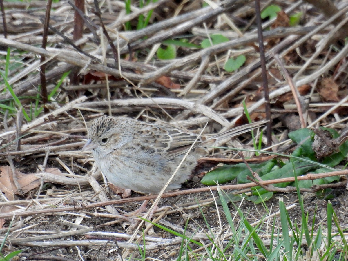 Cassin's Sparrow - ML647228049