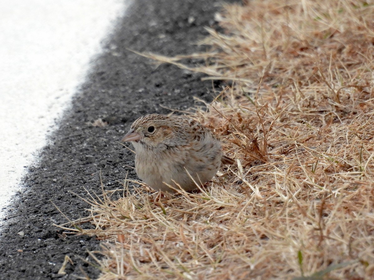 Cassin's Sparrow - ML647228050