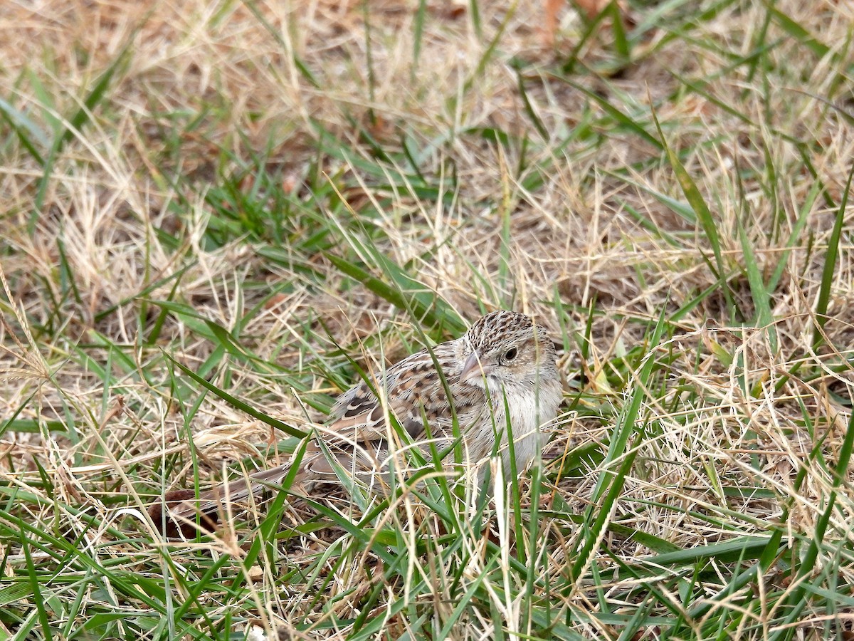 Cassin's Sparrow - ML647228051