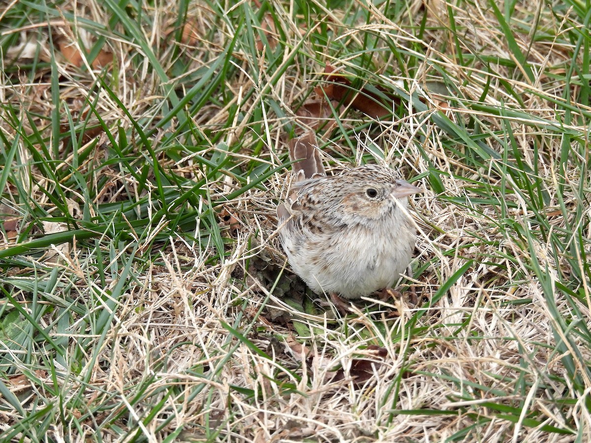 Cassin's Sparrow - ML647228052