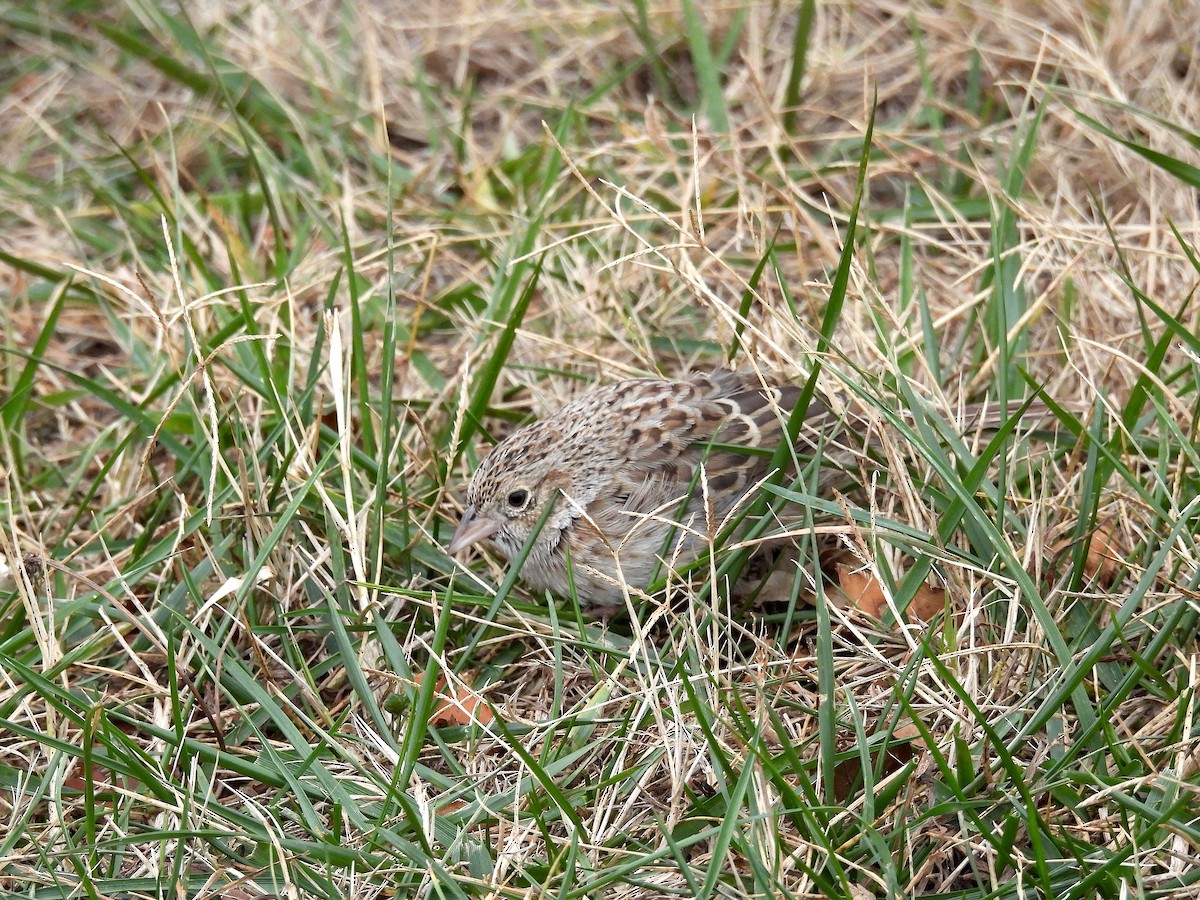 Cassin's Sparrow - ML647228053