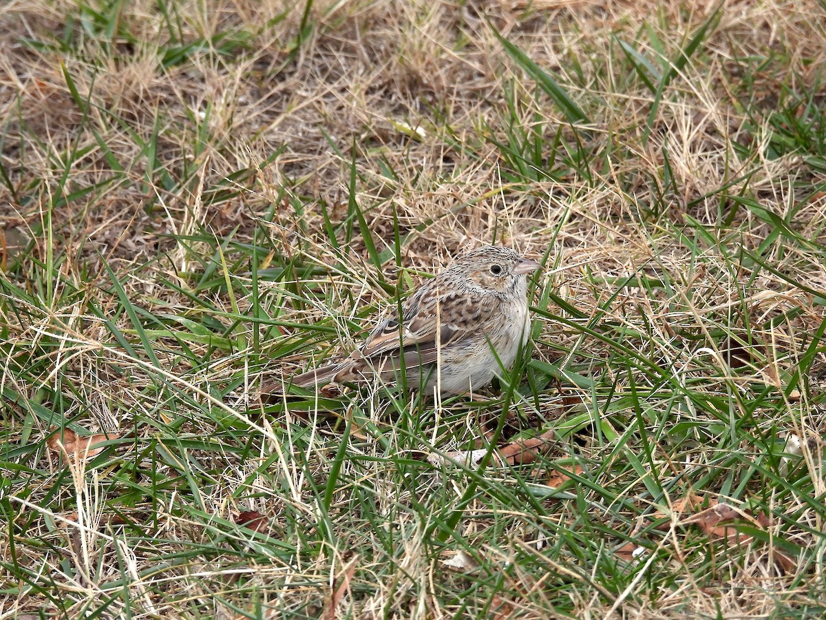 Cassin's Sparrow - ML647228054