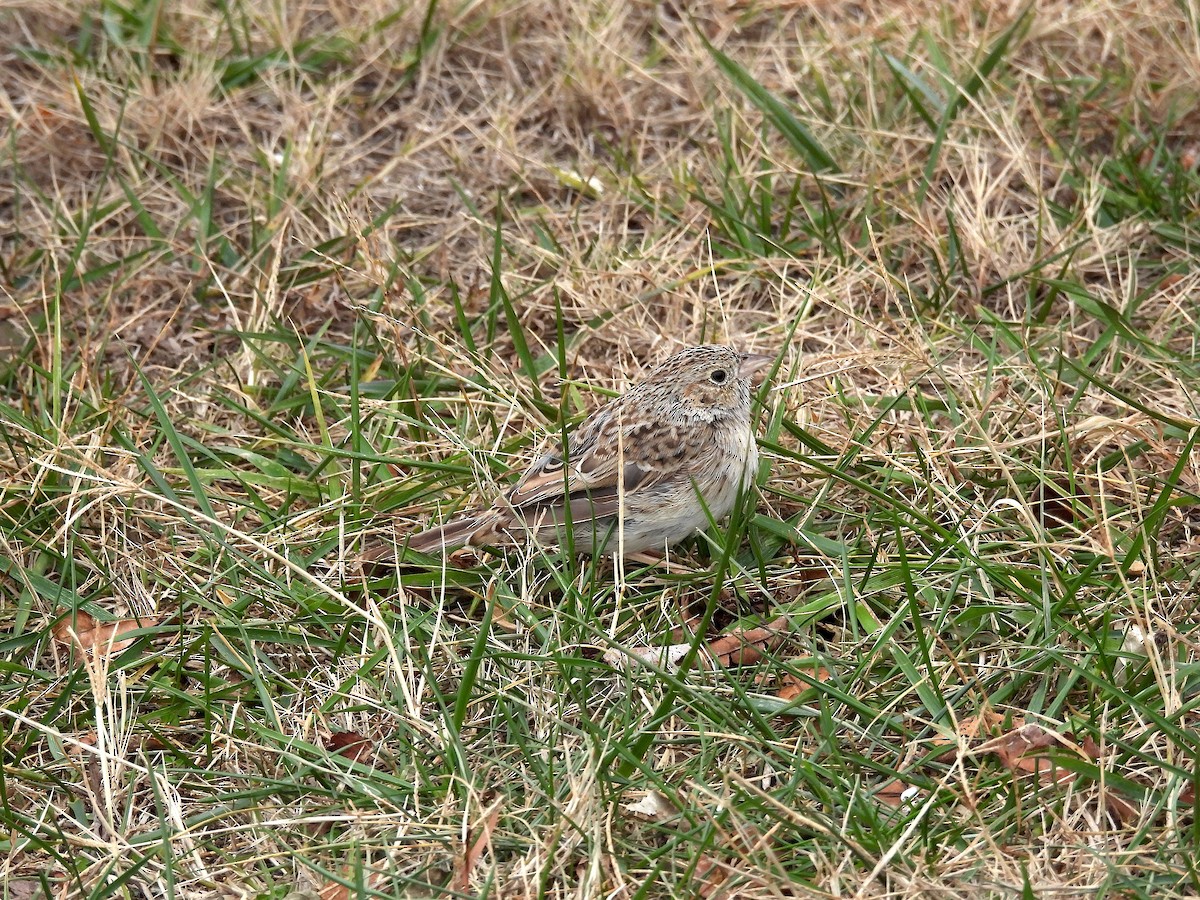 Cassin's Sparrow - ML647228055