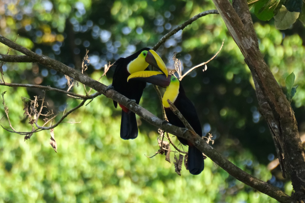 ニショクキムネオオハシ - ML647228056