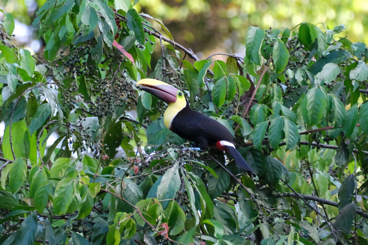 ニショクキムネオオハシ - ML647228057