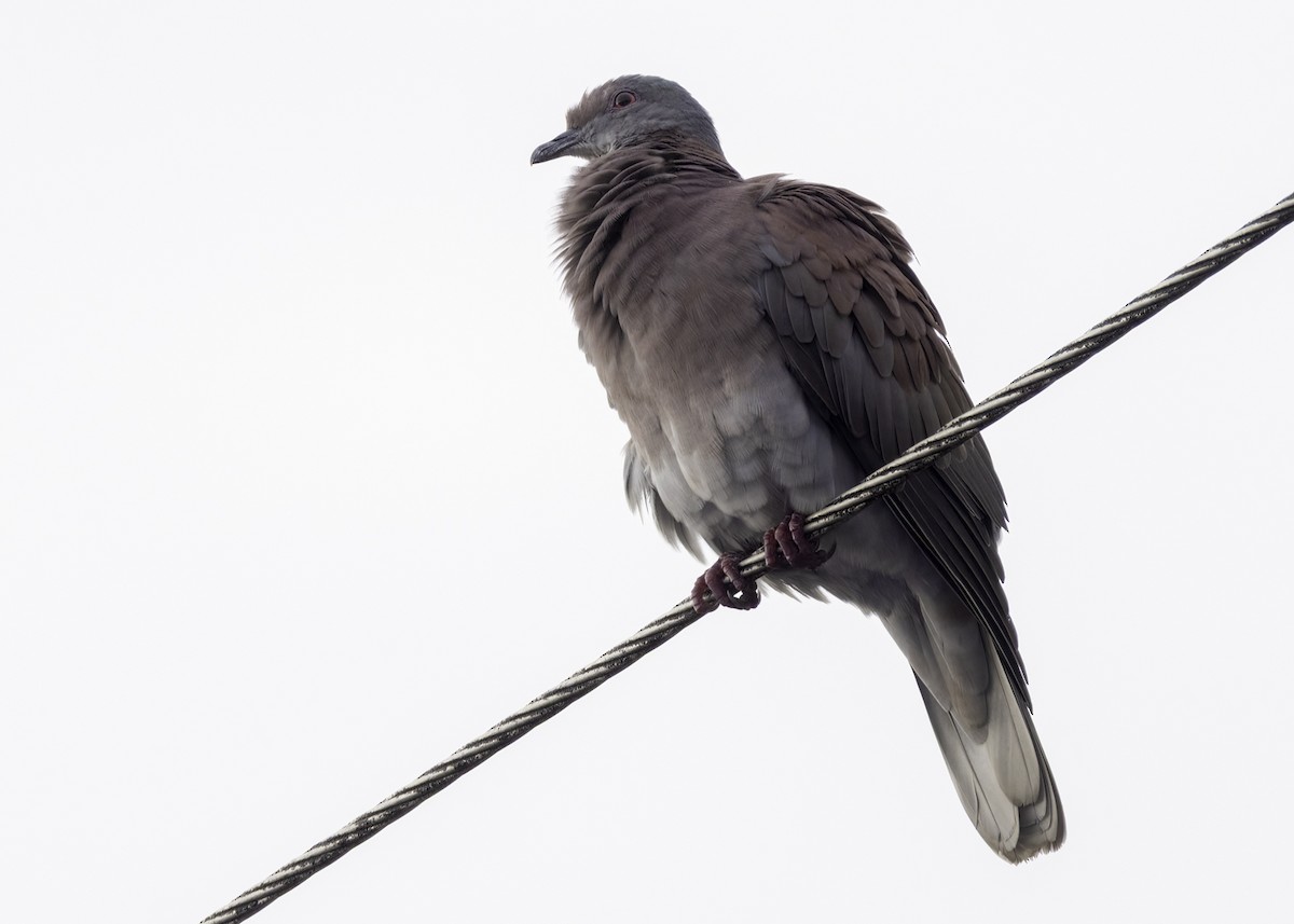 ムラサキバト - ML647228058