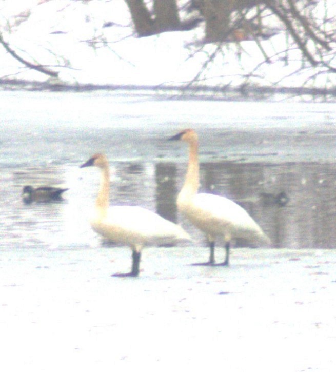 labuť trubač - ML647228068