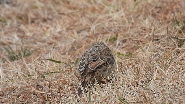 Колорадская овсянка - ML647228098