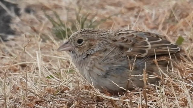 Колорадская овсянка - ML647228099