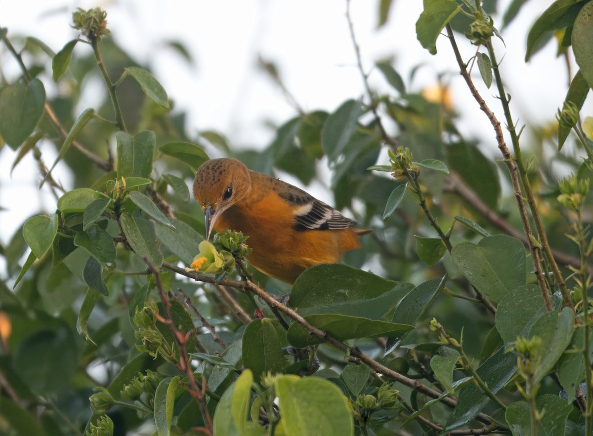 ボルチモアムクドリモドキ - ML647228102