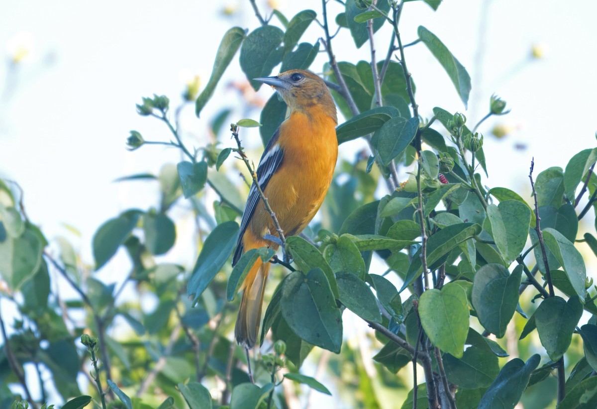 ボルチモアムクドリモドキ - ML647228103