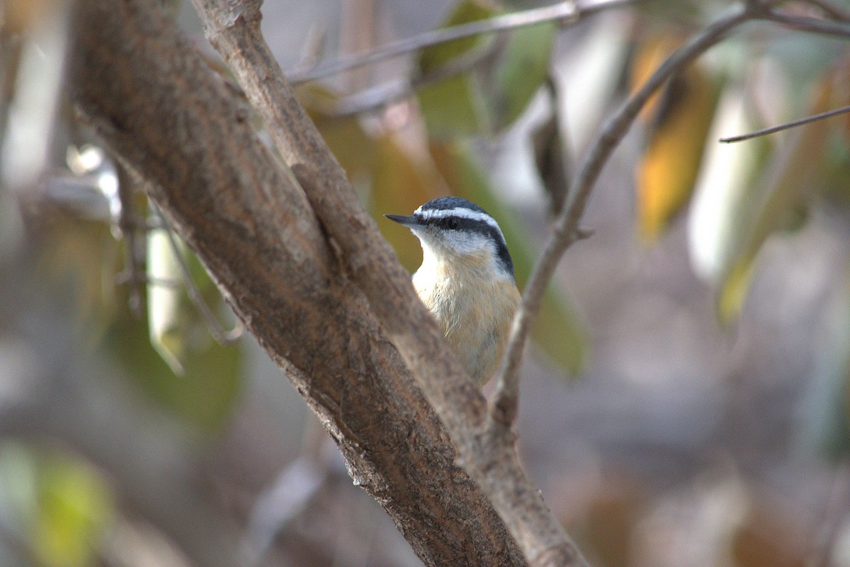 Red-breasted Nuthatch - ML647228115
