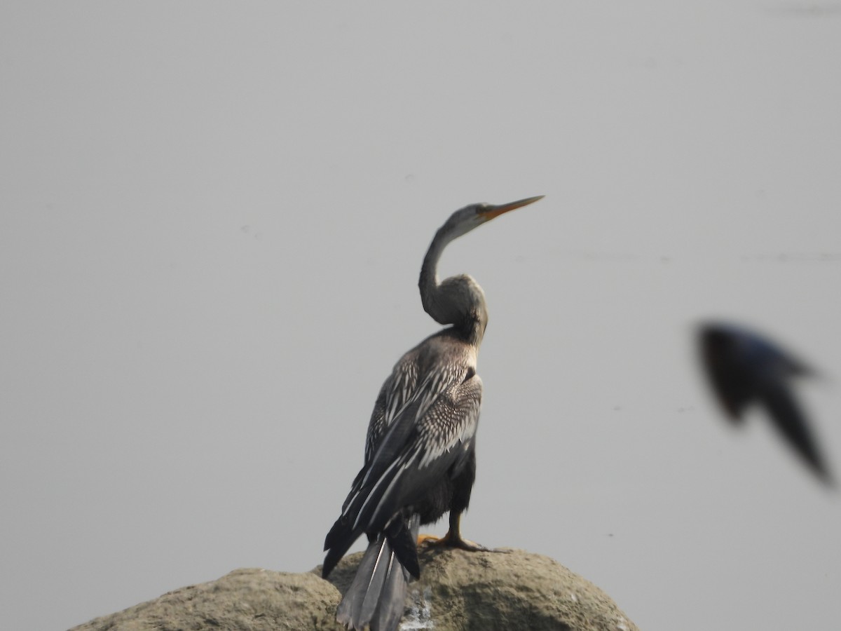 Oriental Darter - ML647228118