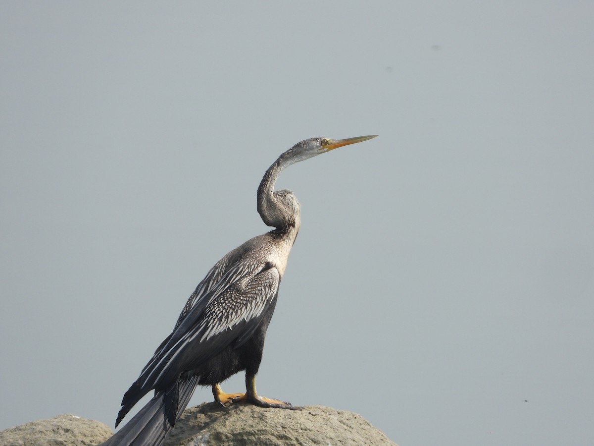 Oriental Darter - ML647228119