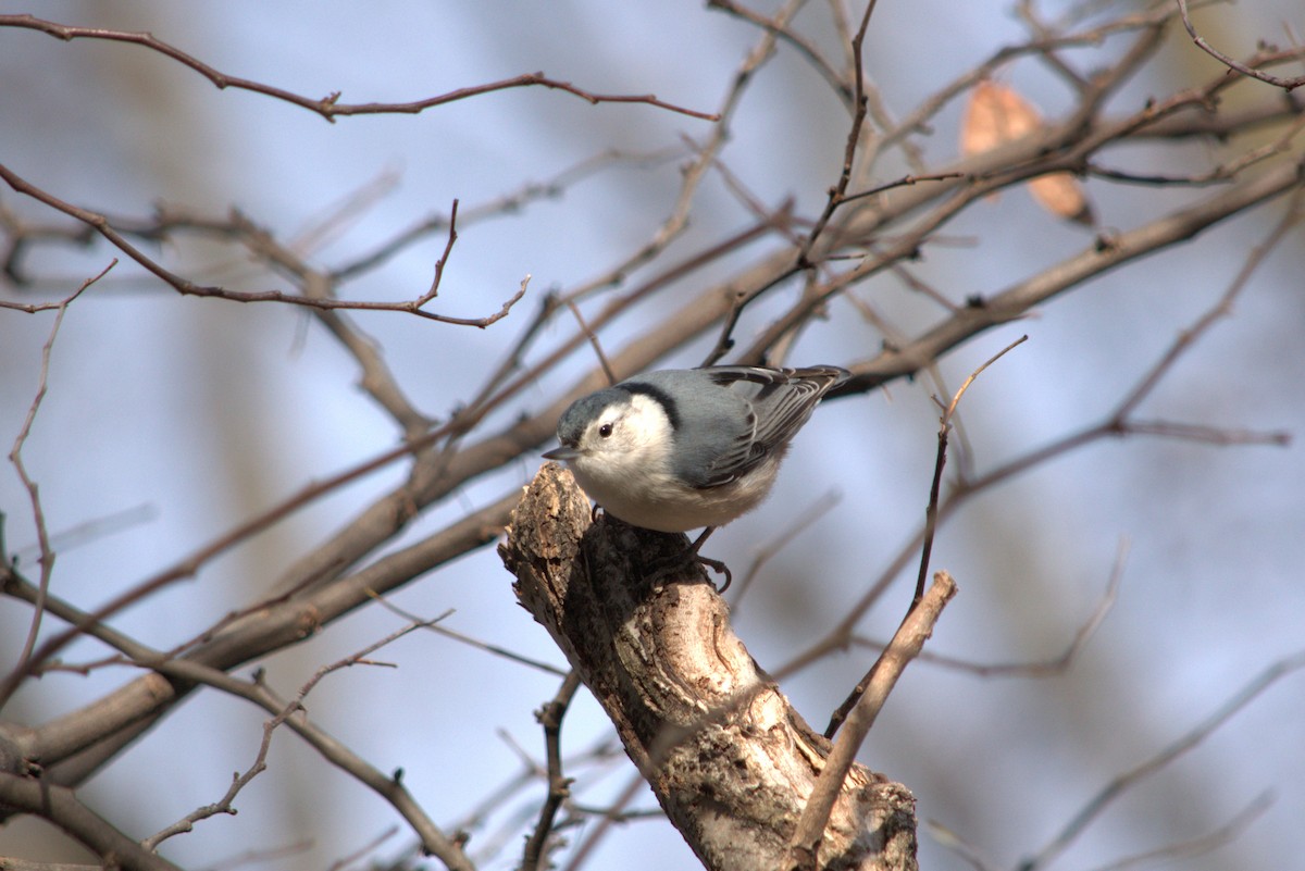 White-breasted Nuthatch - ML647228120
