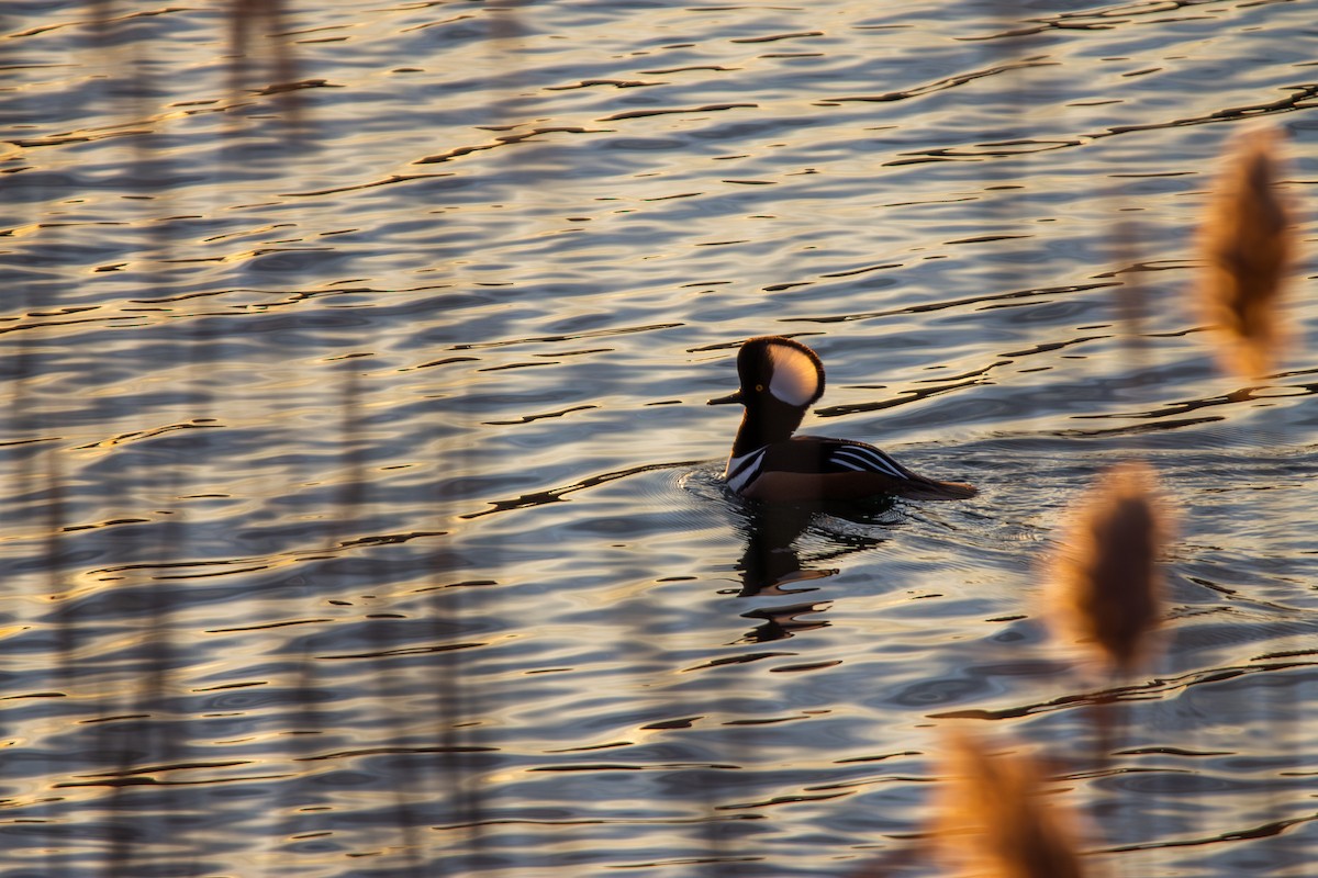morčák chocholatý - ML647228124