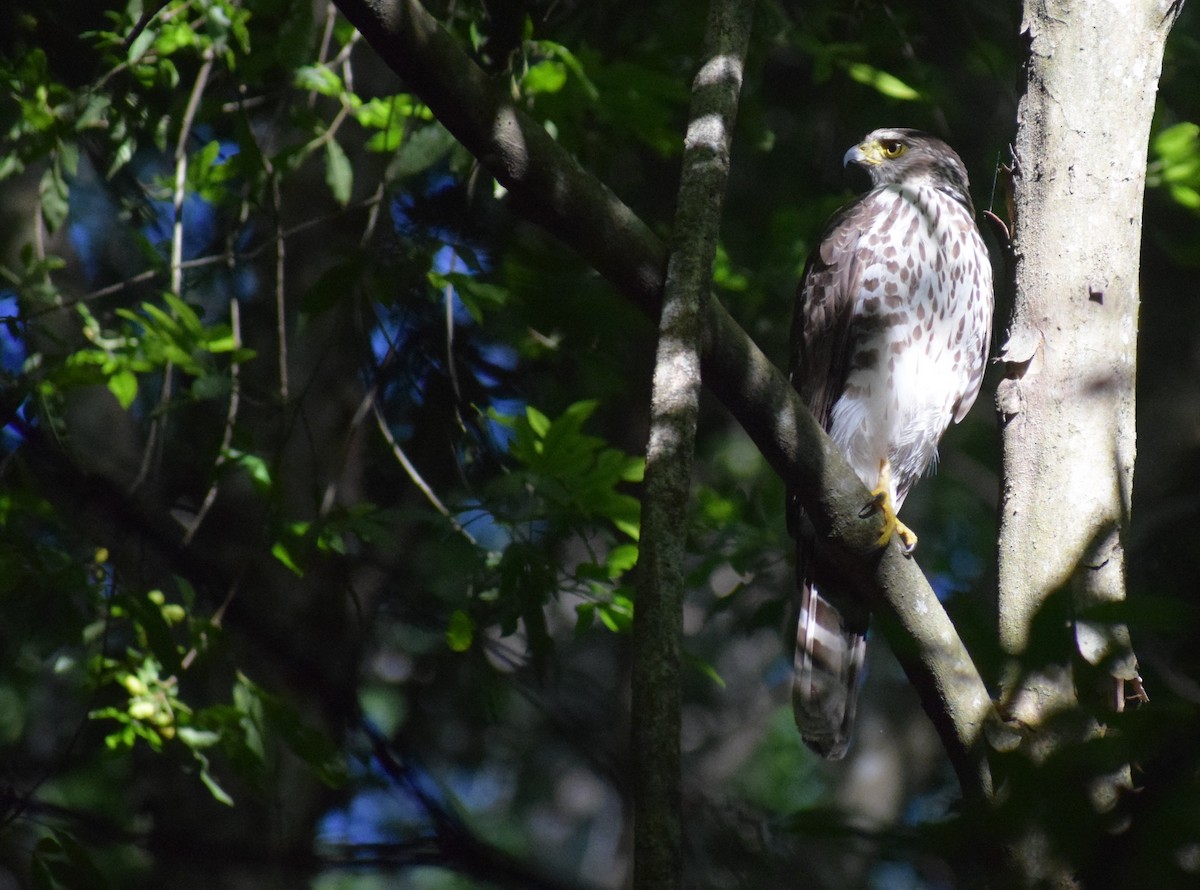 Bicolored Hawk - ML647228132