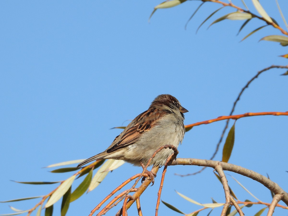 House Sparrow - ML647228133