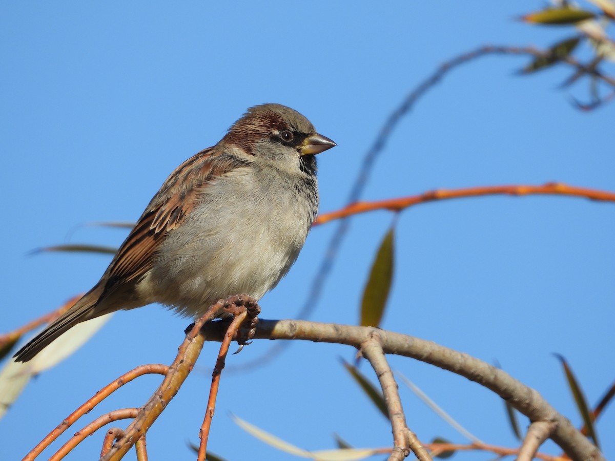 House Sparrow - ML647228134