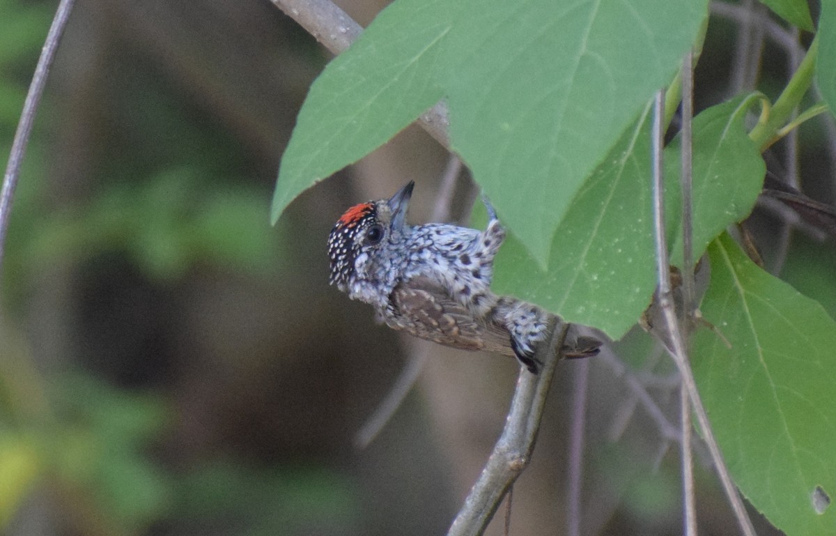 Zebrazwergspecht - ML647228141