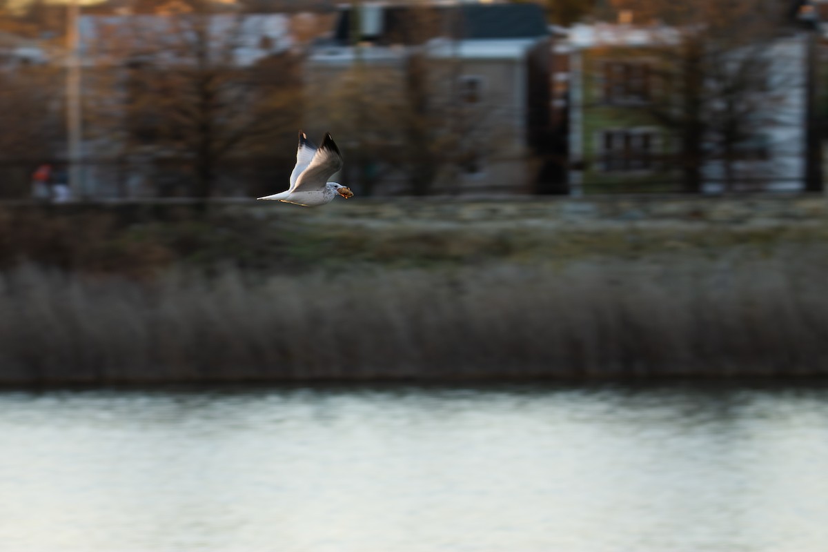 racek kroužkozobý - ML647228143