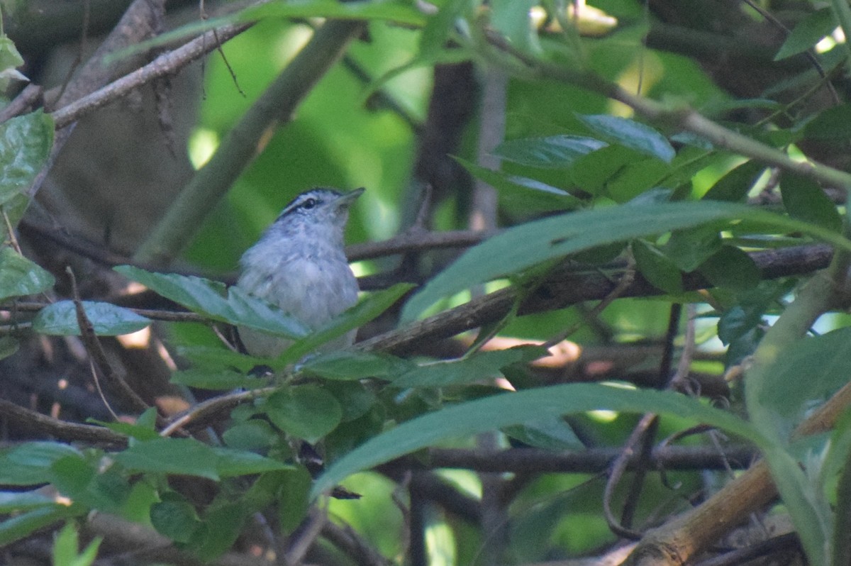 Kara Başlı Karıncaçıvgını - ML647228148