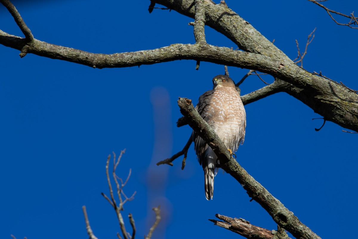 jestřáb americký - ML647228154