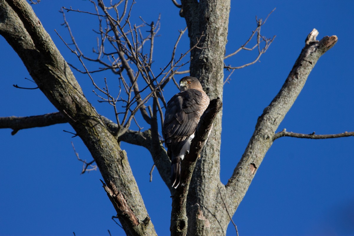 jestřáb americký - ML647228155