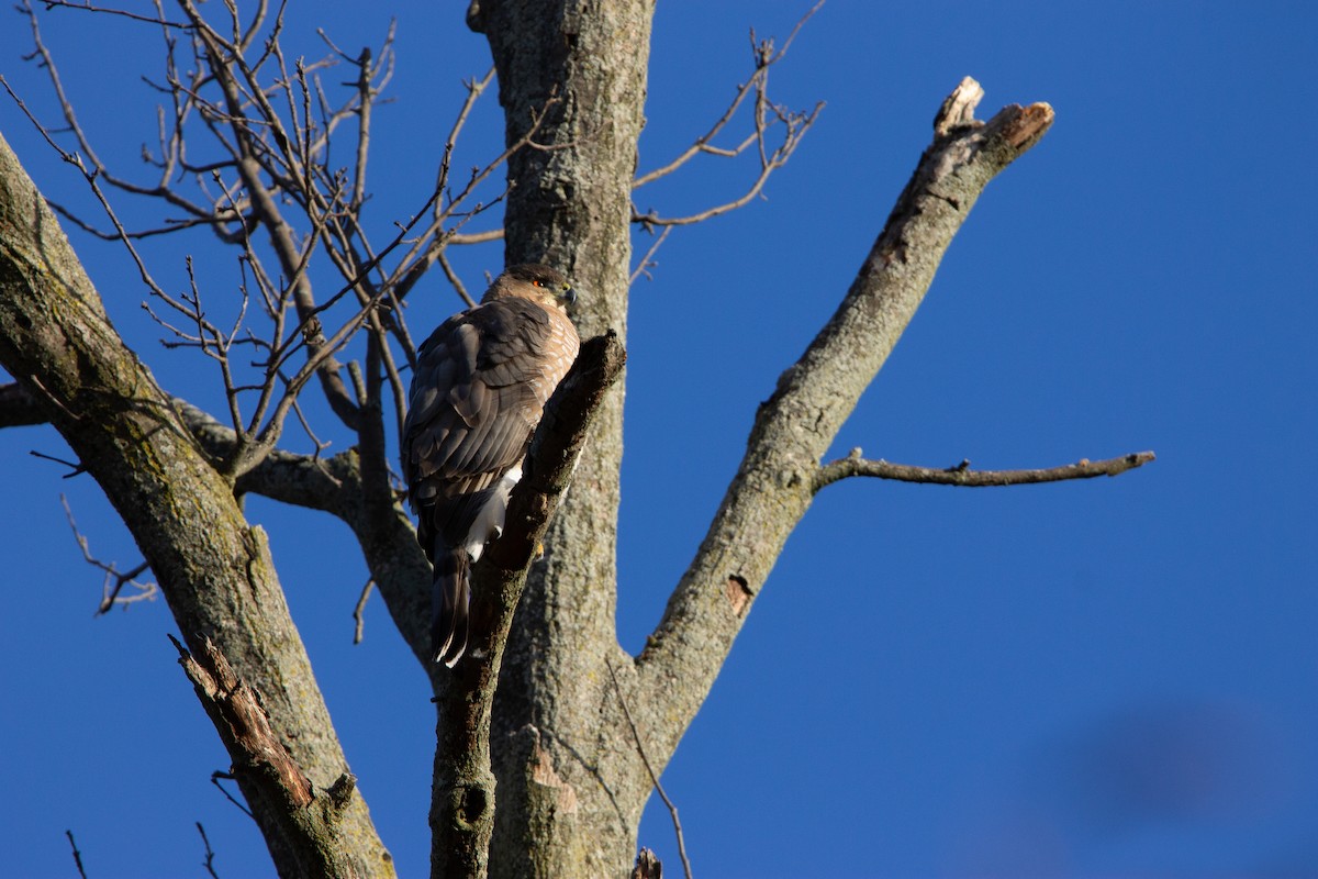 jestřáb americký - ML647228156