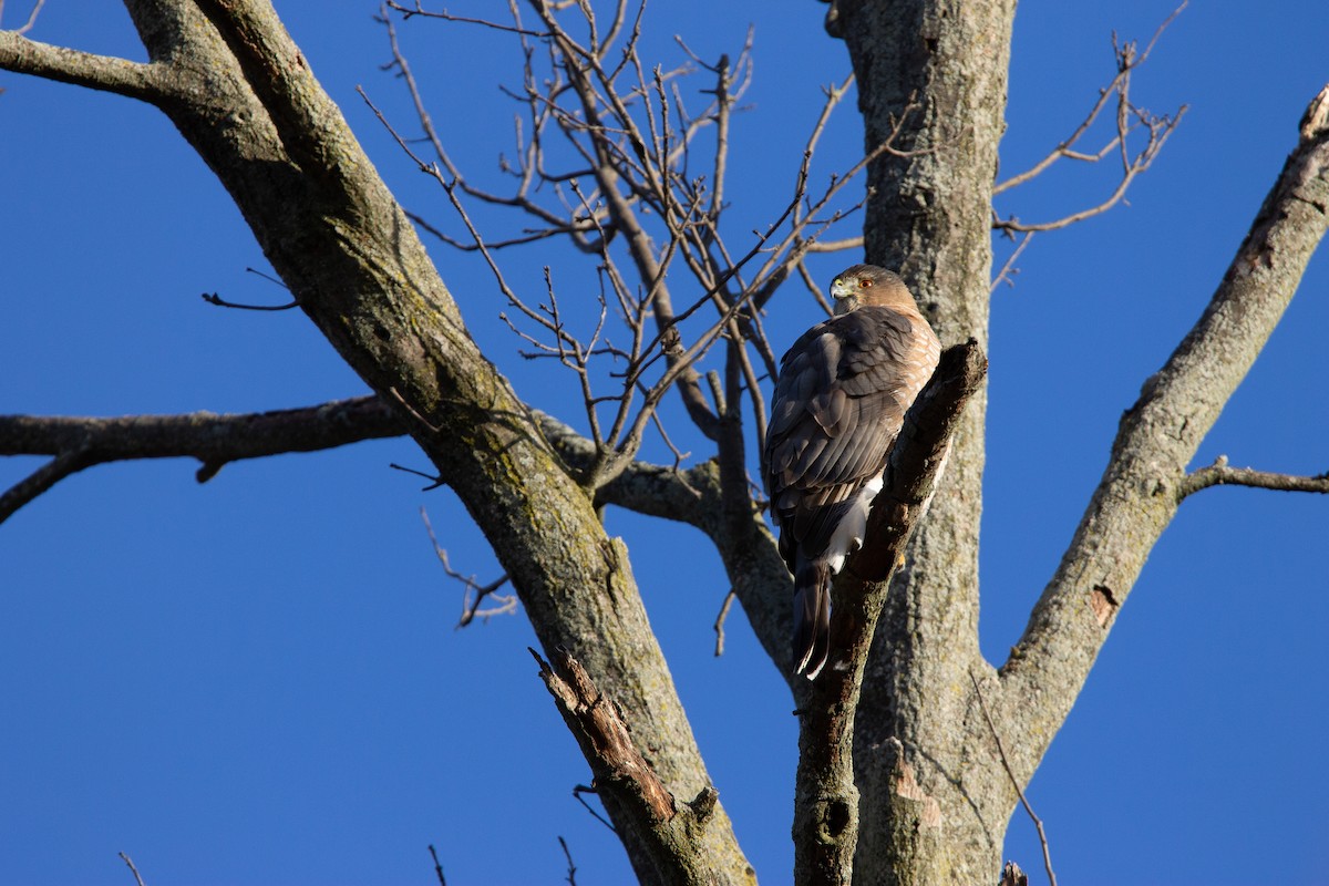 jestřáb americký - ML647228157