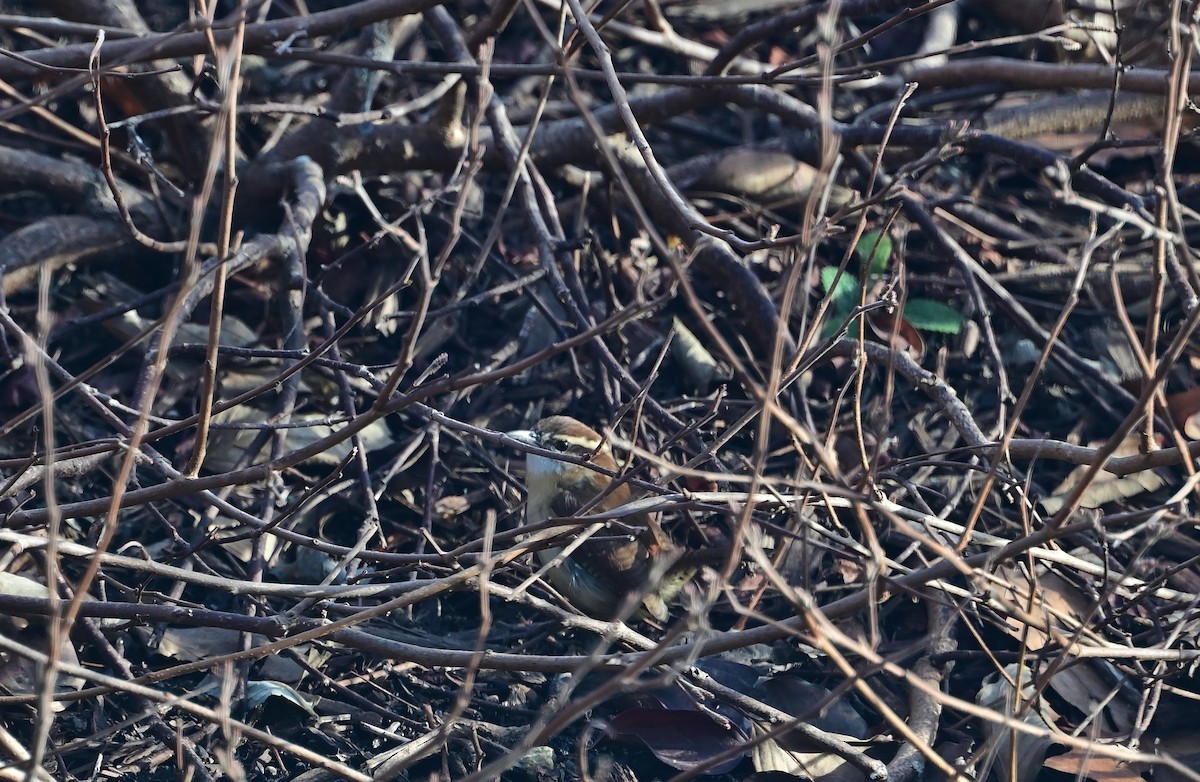 Carolina Wren - ML647228163
