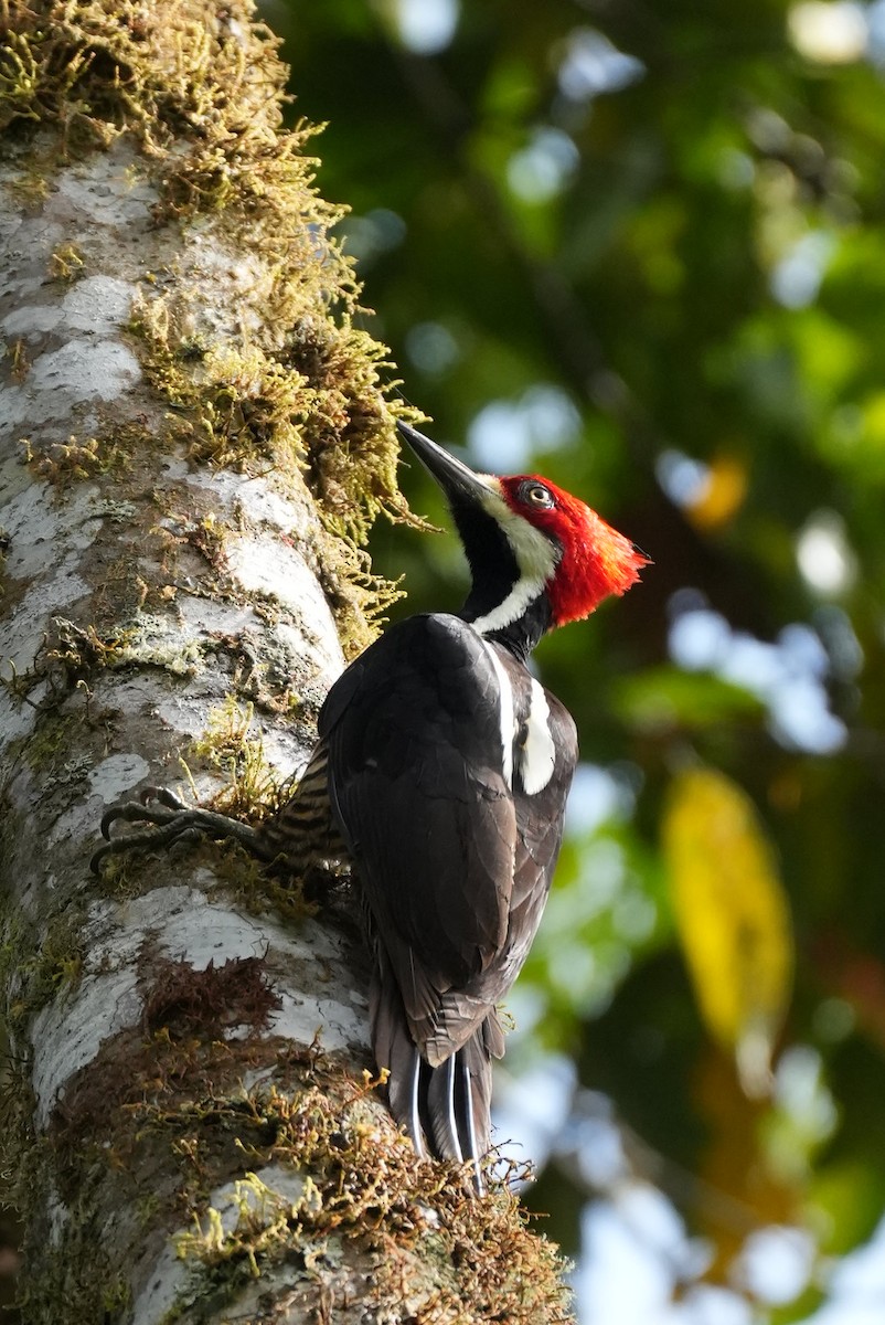 Guayaquil Woodpecker - ML647228169