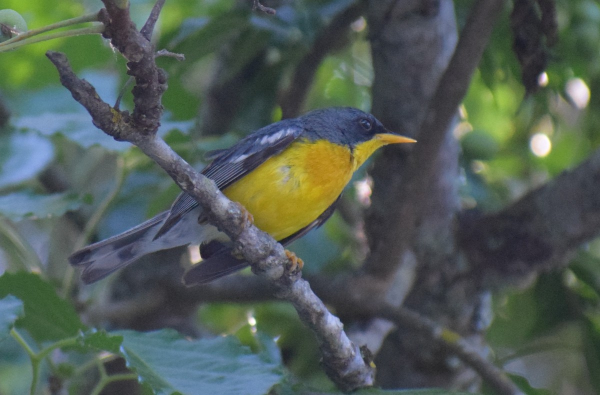 Tropical Parula - ML647228170