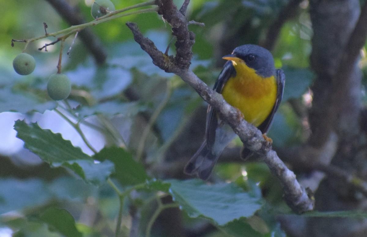 Tropical Parula - ML647228171