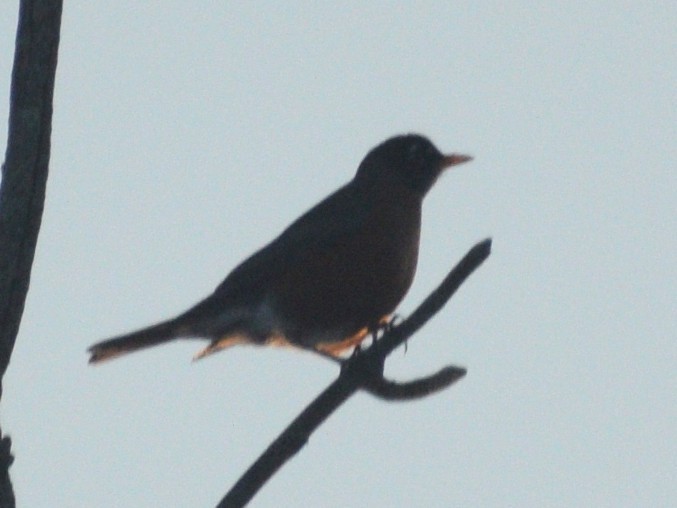 American Robin - ML647228173