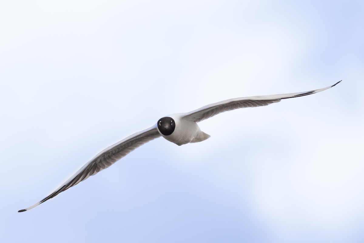 Andean Gull - ML647228174