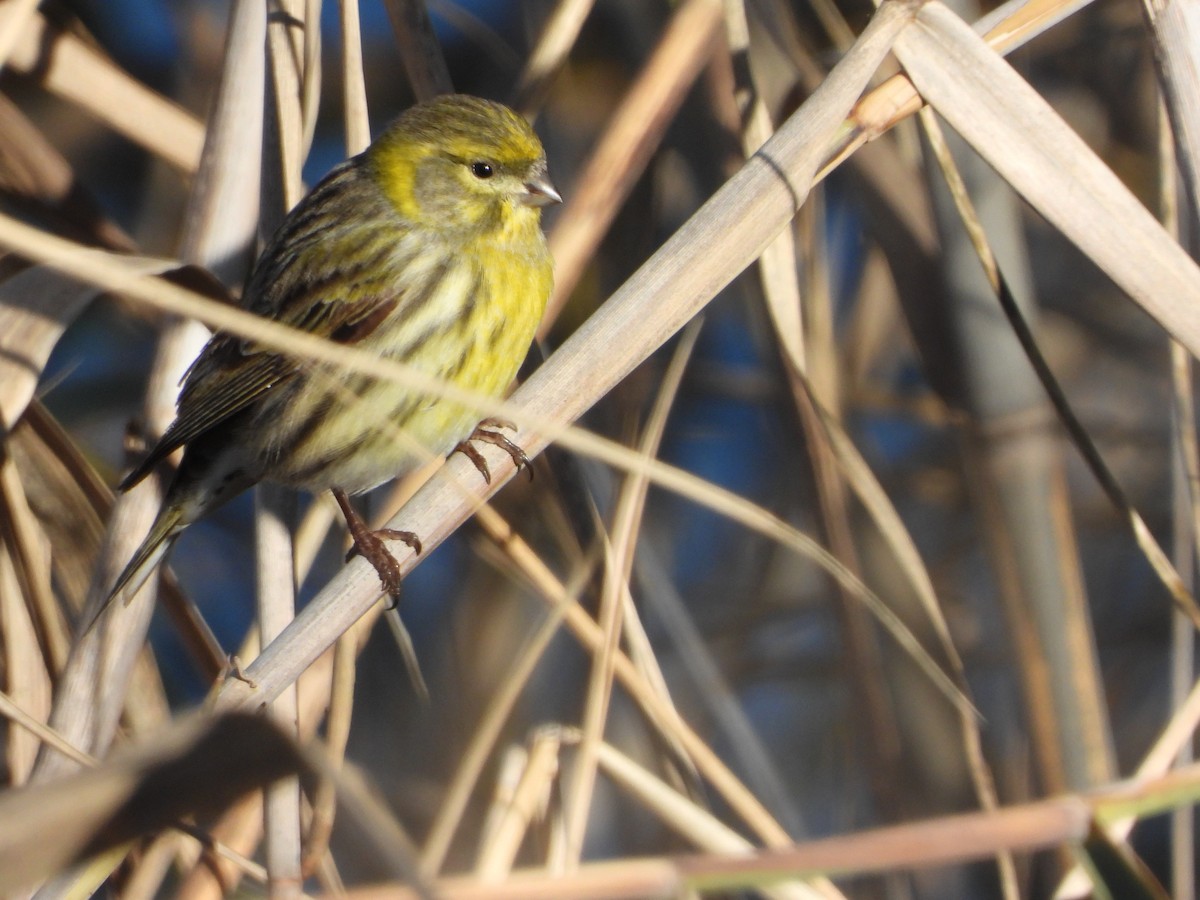 Txirriskila arrunta - ML647228175