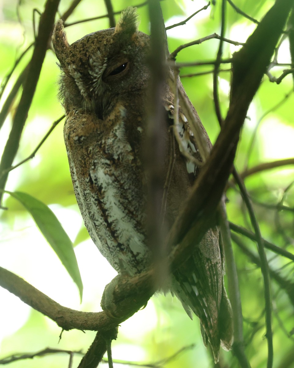 Oriental Scops-Owl - ML647228179