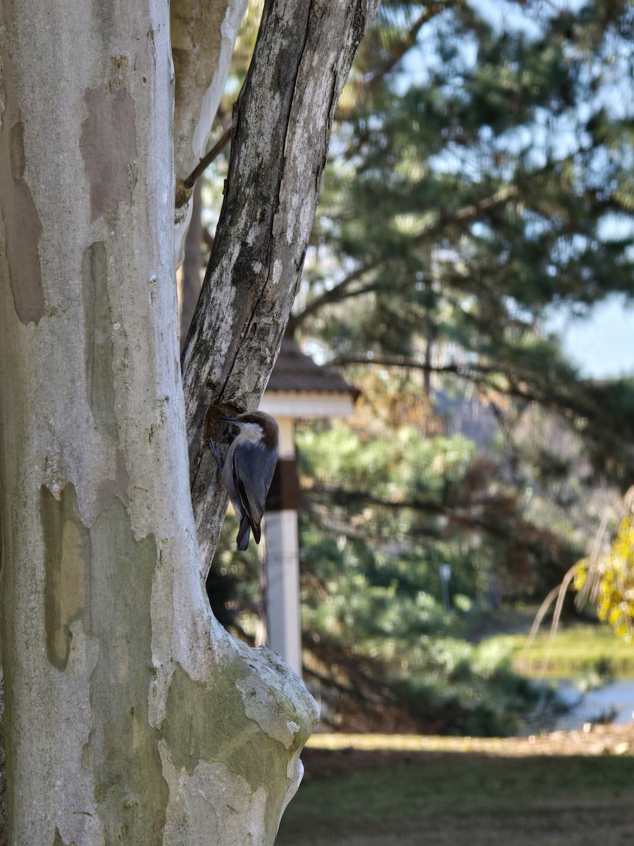 Brown-headed Nuthatch - ML647228182